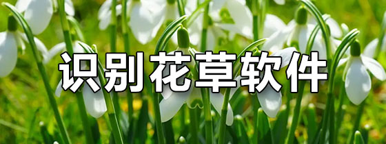 识别花草软件