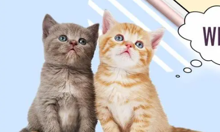 猫狗翻译软件哪个好用 猫狗翻译软件有哪些