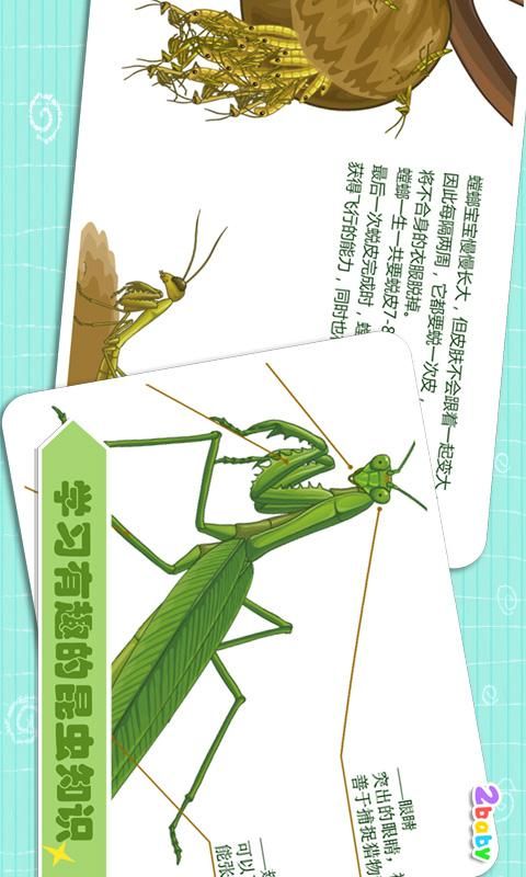 螳螂_图片4