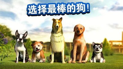 狗狗_图片3