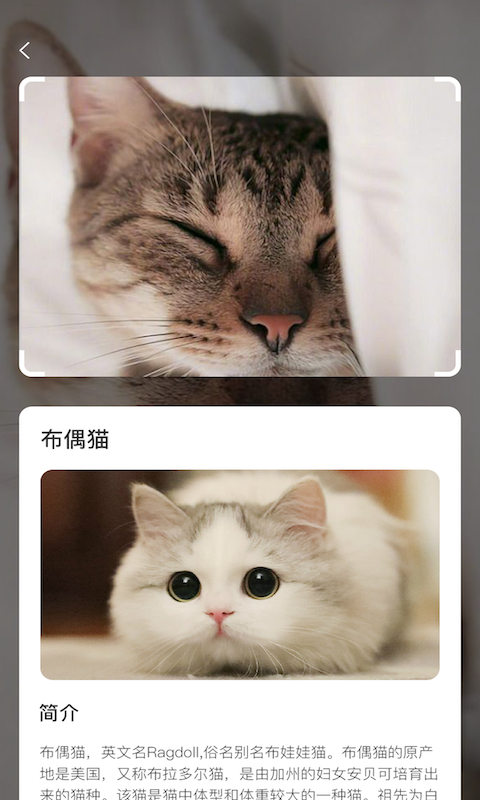 云养猫_图片4
