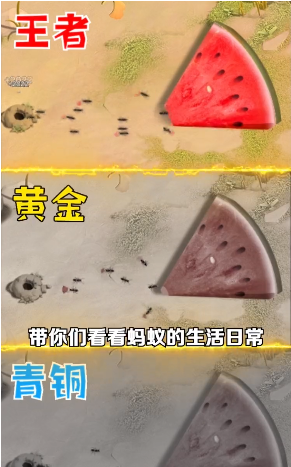 蚁族崛起庭院战争_图片2