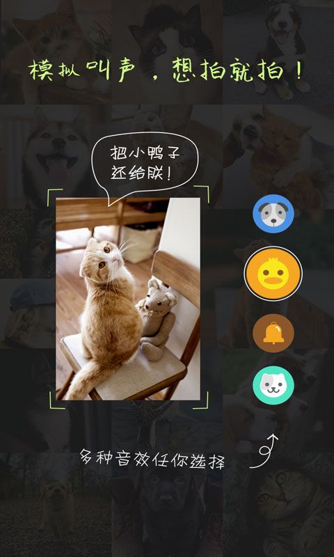 萌宠相机安卓版下载_图片2