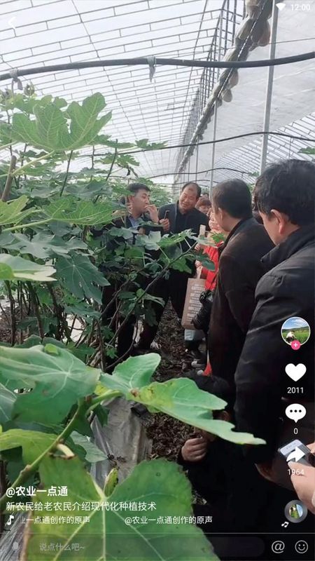 农兜_图片2