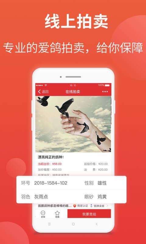 赛鸽头条_图片3