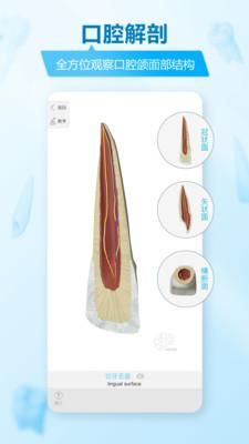 维萨里3D解剖_图片3