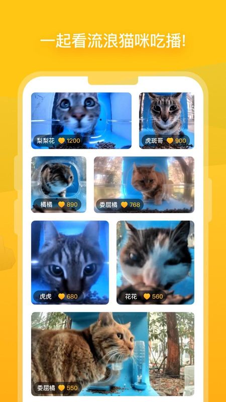 街猫_图片3