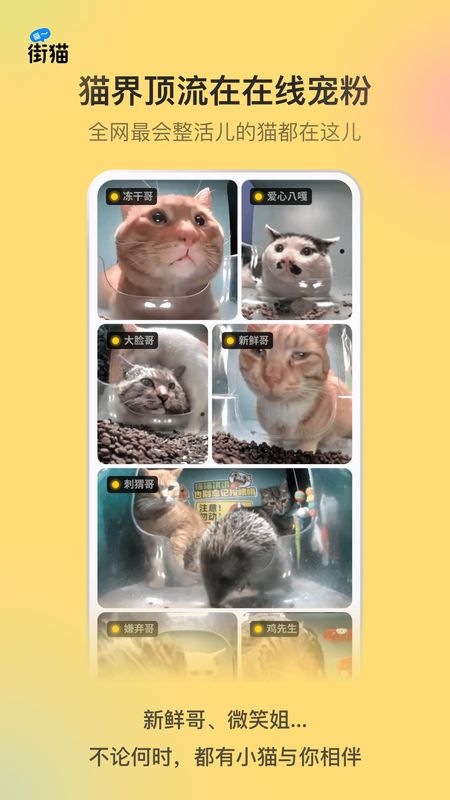 哈啰街猫app官网版_图片4