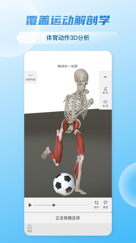 维萨里3d解剖_图片4