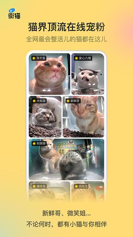 哈啰街猫_图片5
