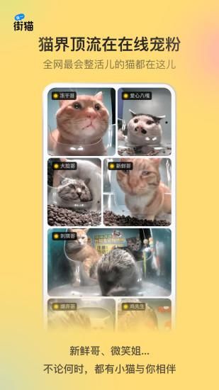 街猫_图片4