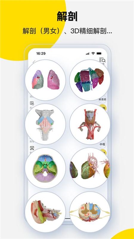 3dbody解剖图_图片2