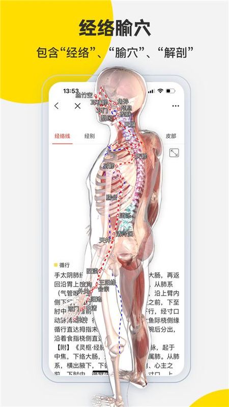 3dbody解剖图_图片5