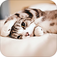 猫猫叫