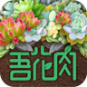 吾花肉