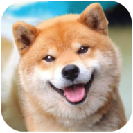 秋田犬模拟器