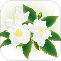解语茶花
