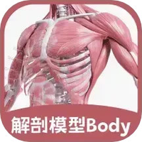 解剖模型Body